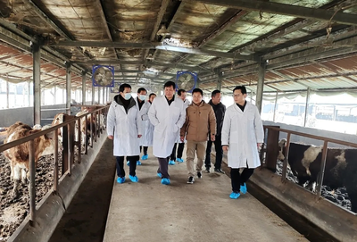 “鄂”牛出山記 跨越三省七市的品質(zhì)之旅，湖北農(nóng)發(fā)牛肉香飄粵港澳大灣區(qū)