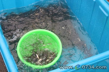 840萬(wàn)尾魚苗入母親河 以生態(tài)養(yǎng)殖促水質(zhì)凈化與漁業(yè)可持續(xù)發(fā)展