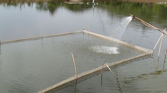 宜良縣強(qiáng)化漁業(yè)指導(dǎo)顯成效 今年魚苗魚種長(zhǎng)勢(shì)喜人